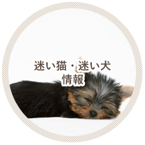 迷い猫・犬情報