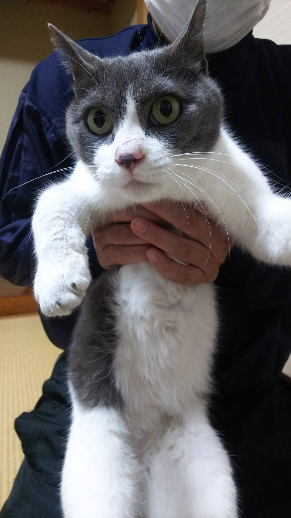 保護しています 迷い猫 迷い犬情報 猫と暮らす会 静岡県浜松市を拠点とし 人と猫の共生をテーマに活動を行なっております 猫 の里親募集中 譲渡会も定期的に行っています